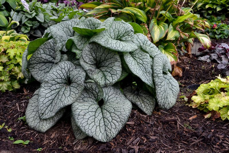 Brunnera