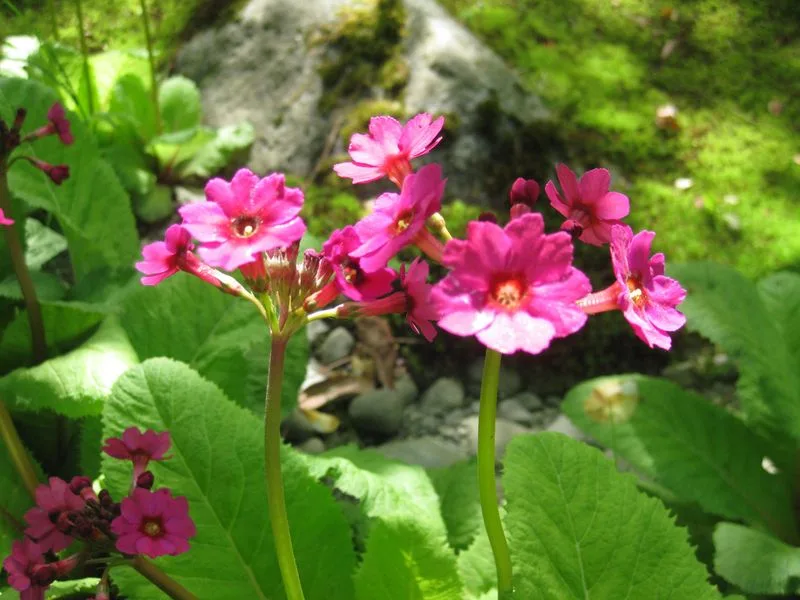Japanese Primrose