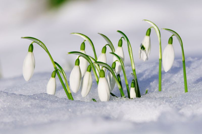 Snowdrop
