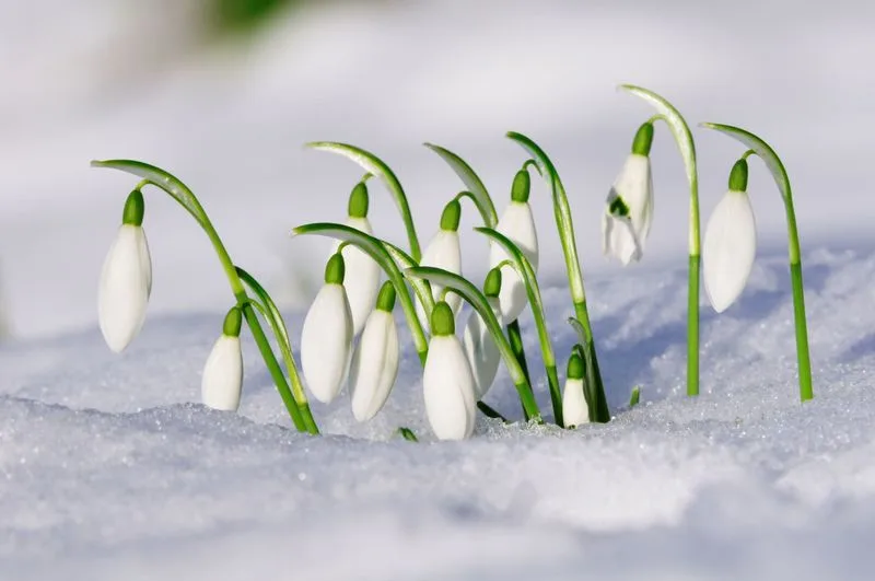 Snowdrop