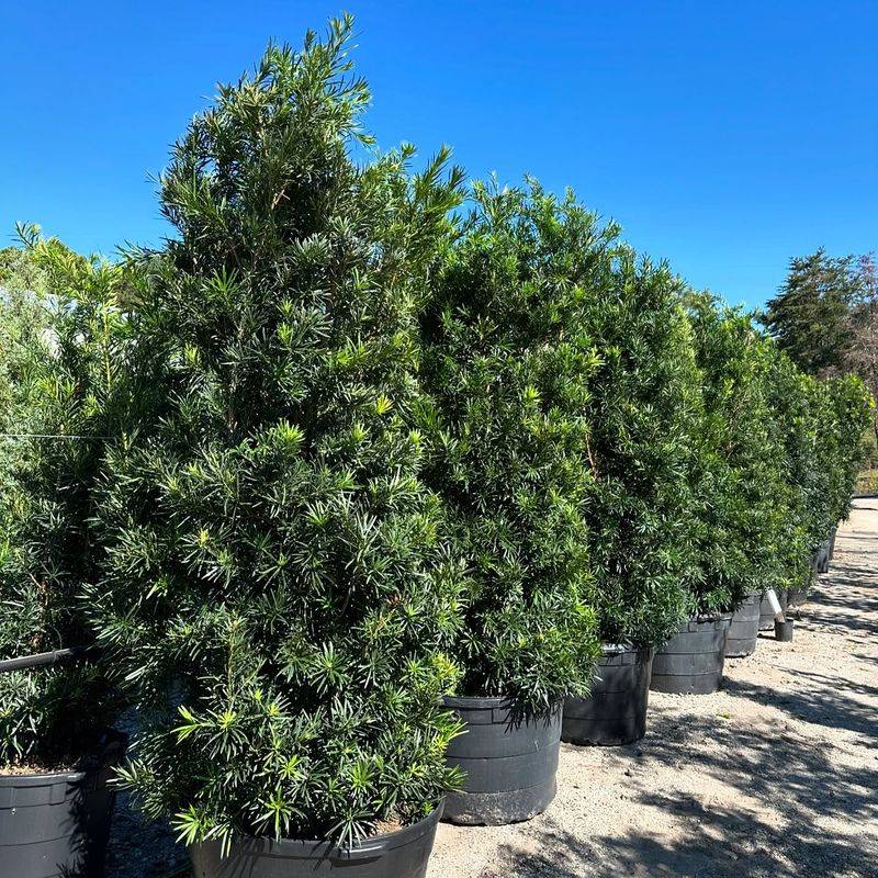Japanese Yew