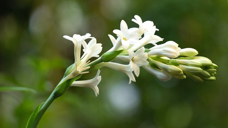Tuberose