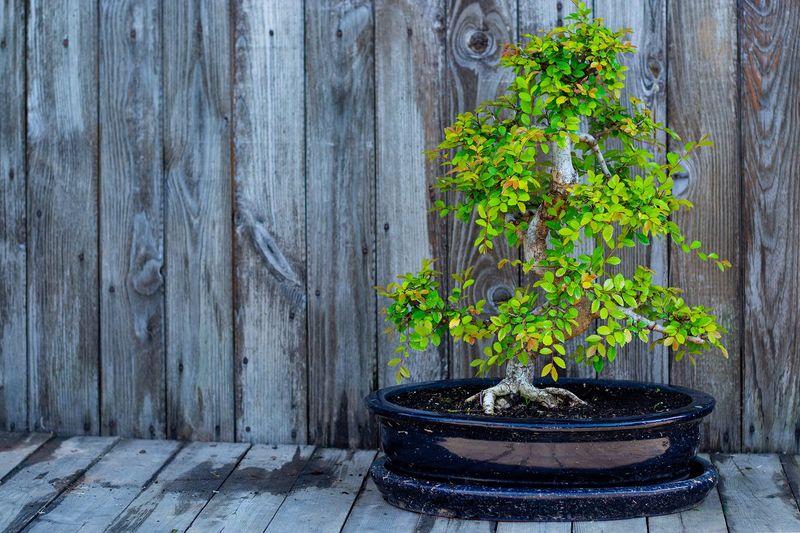 Bonsai