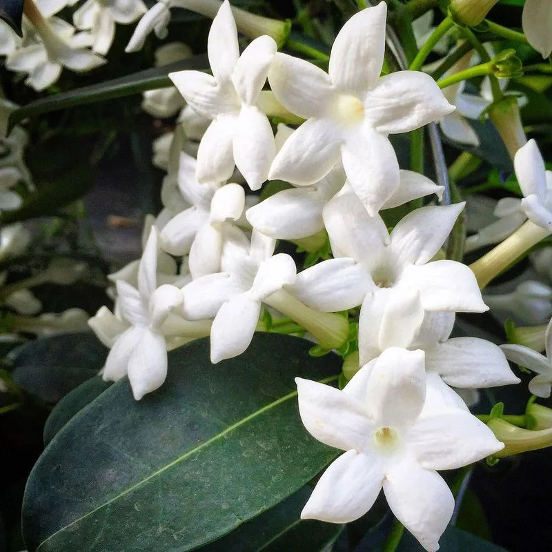 Jasmine