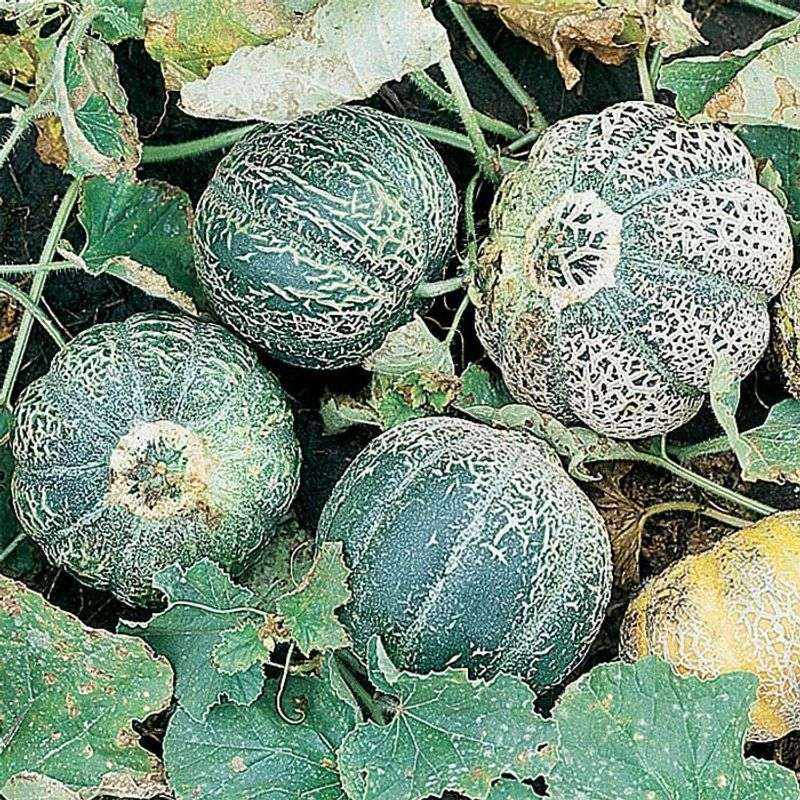 Jenny Lind Melon