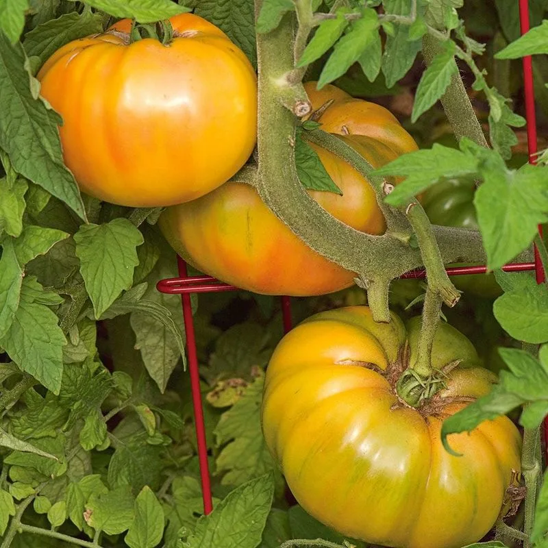 Jersey Golden Tomato