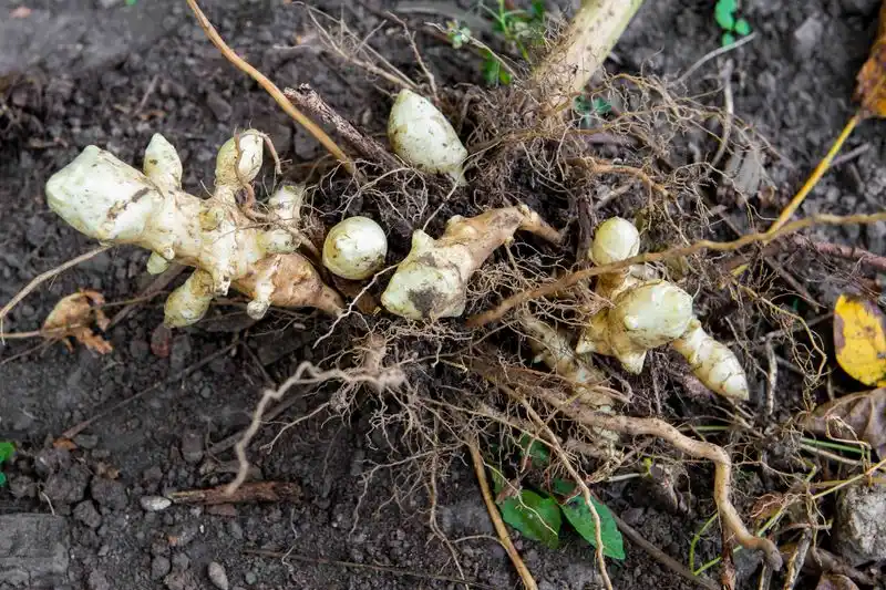 Jerusalem Artichoke