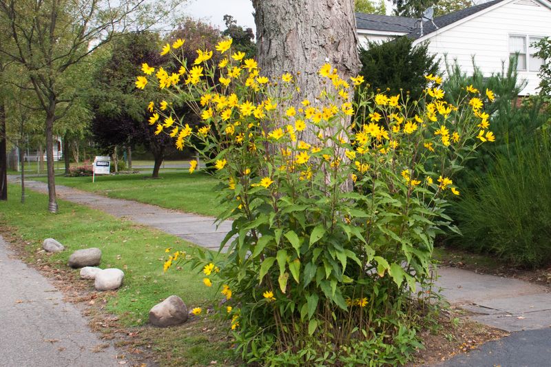 Jerusalem Artichoke