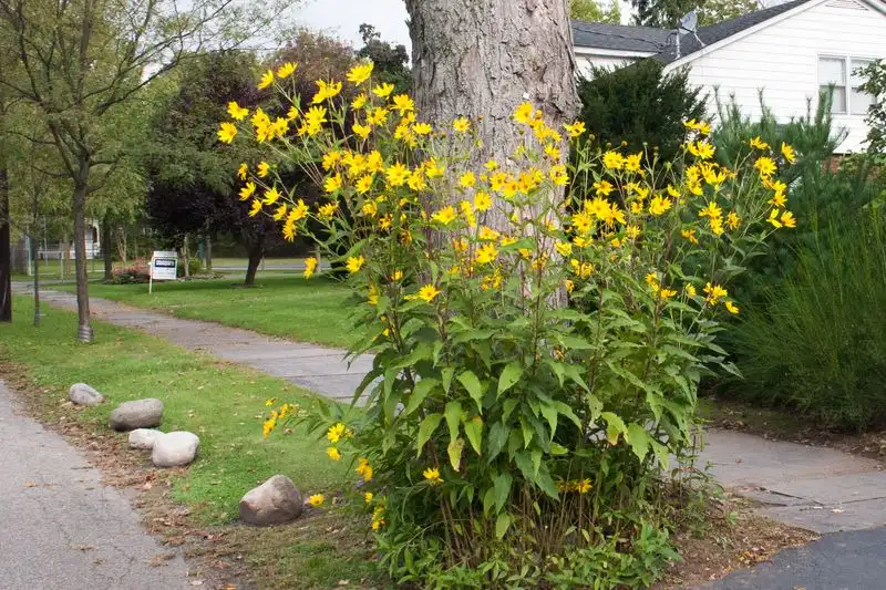 Jerusalem Artichoke
