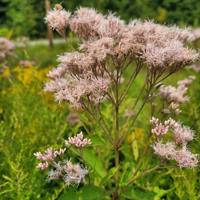 Joe-Pye Weed