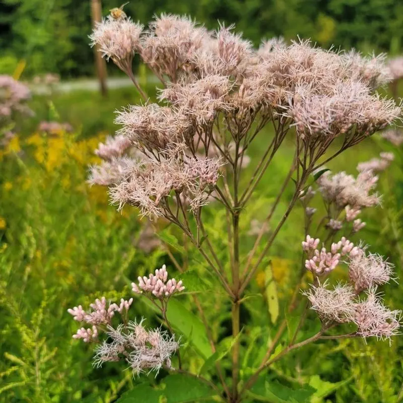 Joe-Pye Weed