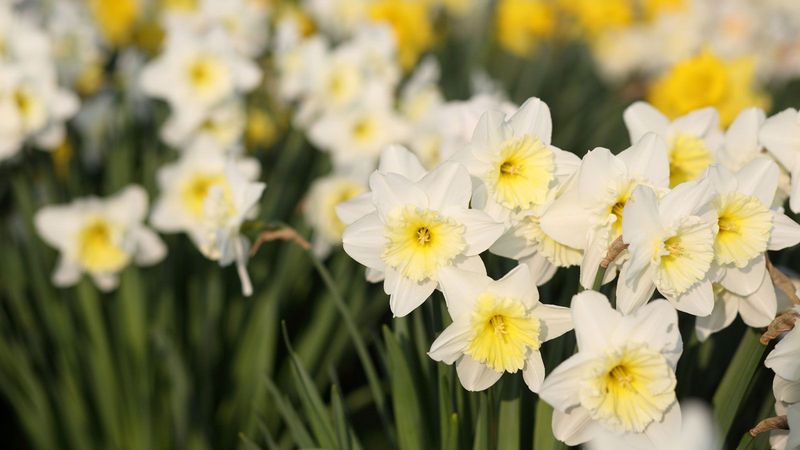 Jovial Jonquils