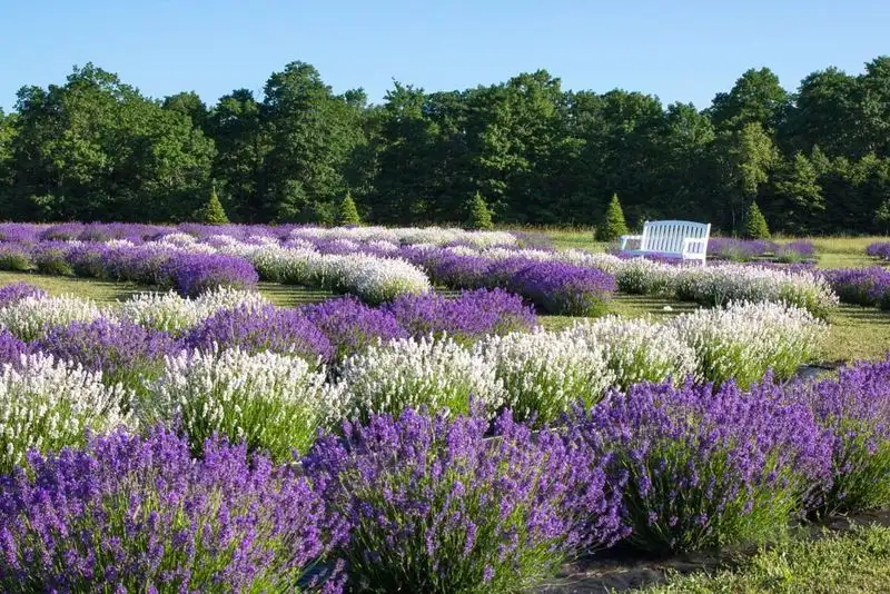 July: Lavender