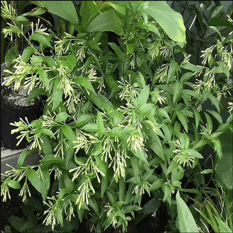June: Jasmine