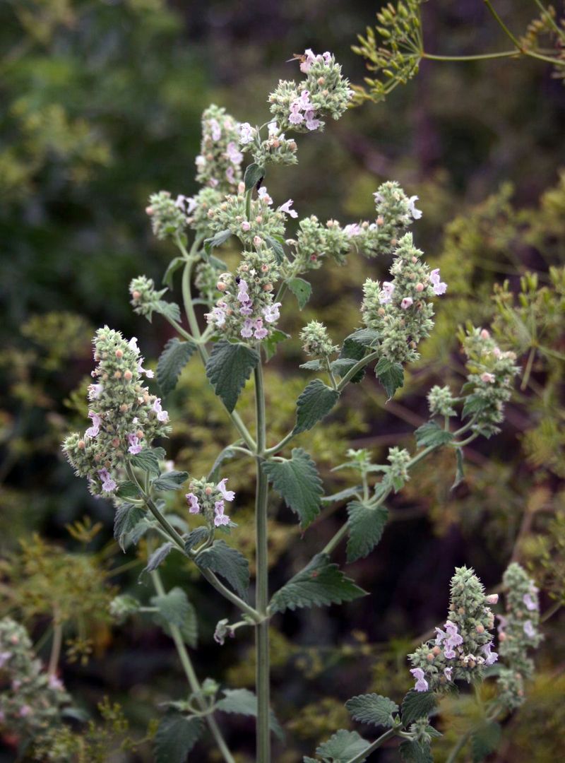 Catnip