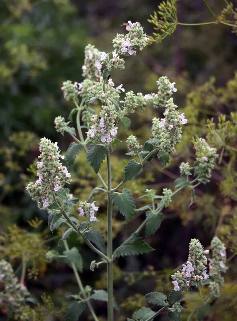 Catnip