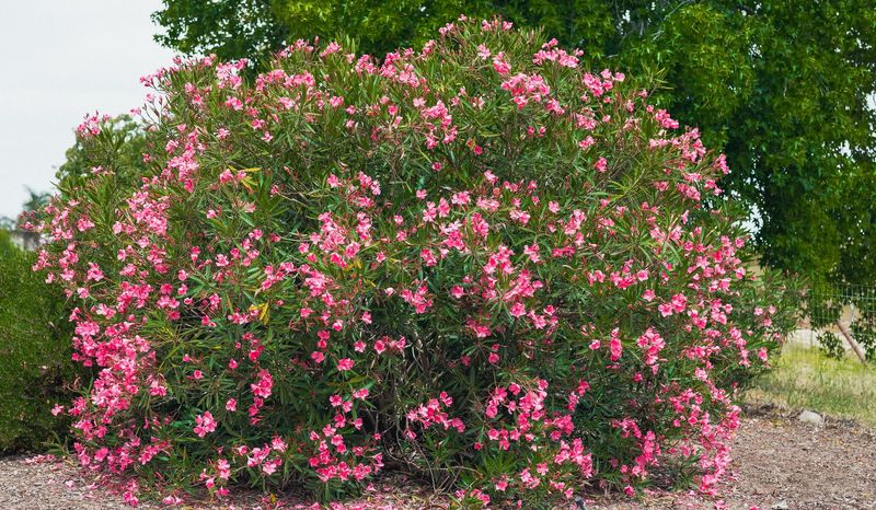 Oleander