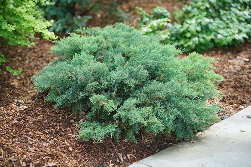 Junipers