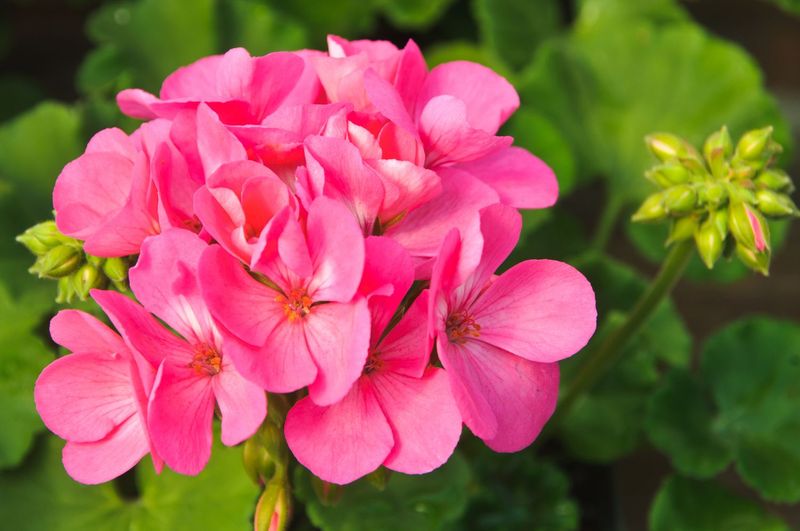 Geranium