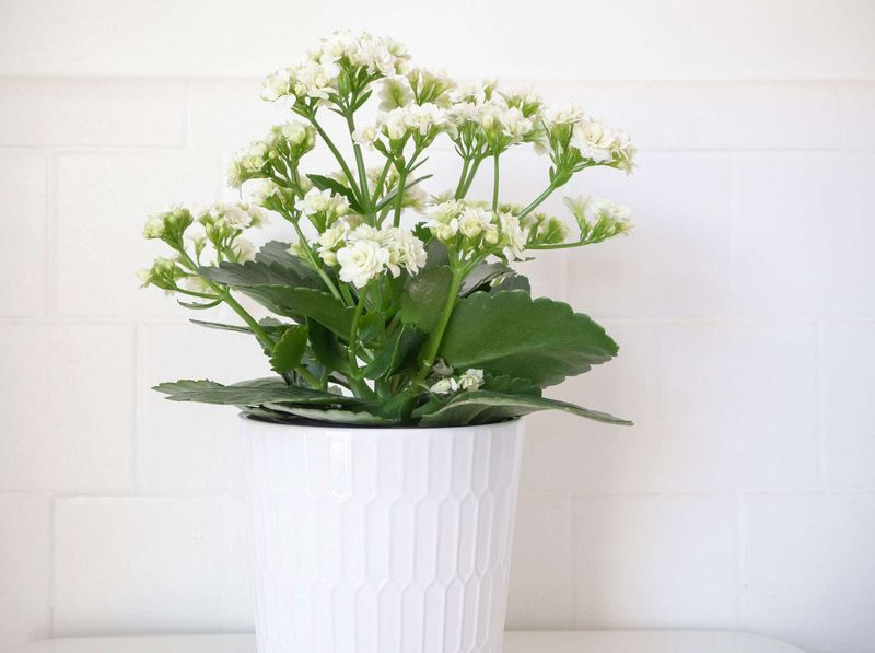 Kalanchoe