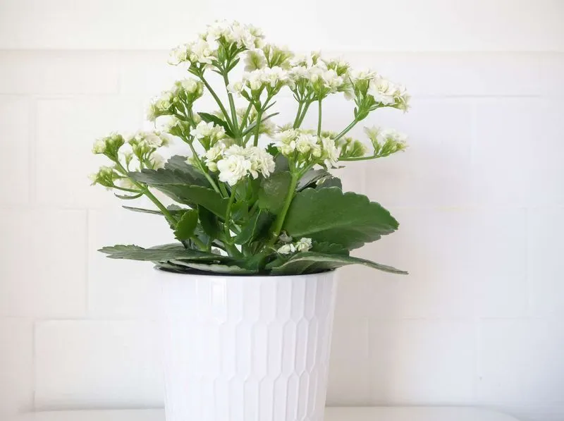 Kalanchoe