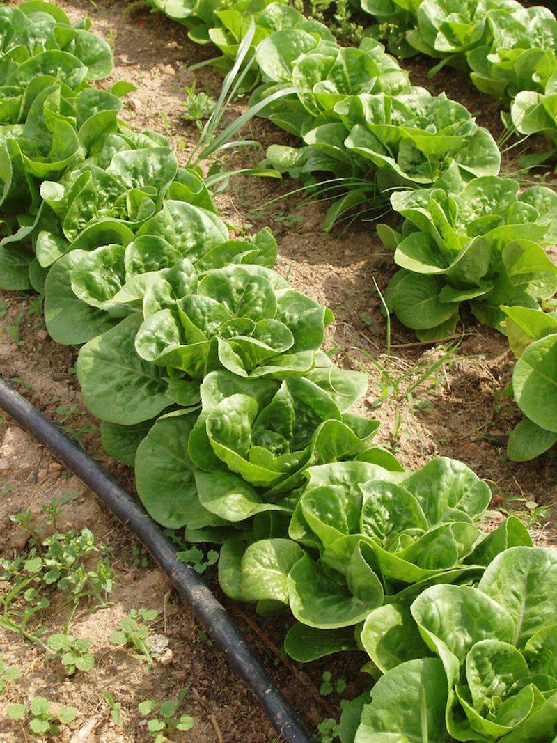 Lettuce