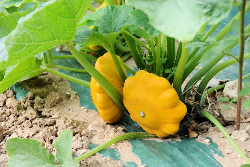 Pattypan Squash