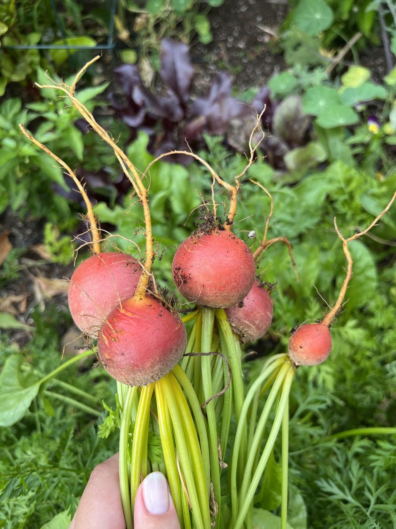 Beets