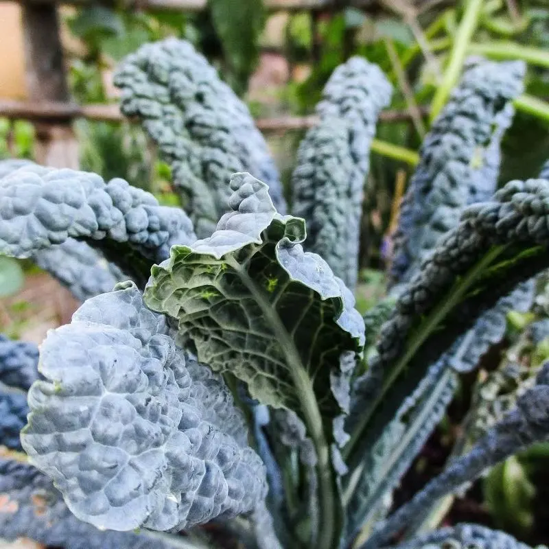 Kale
