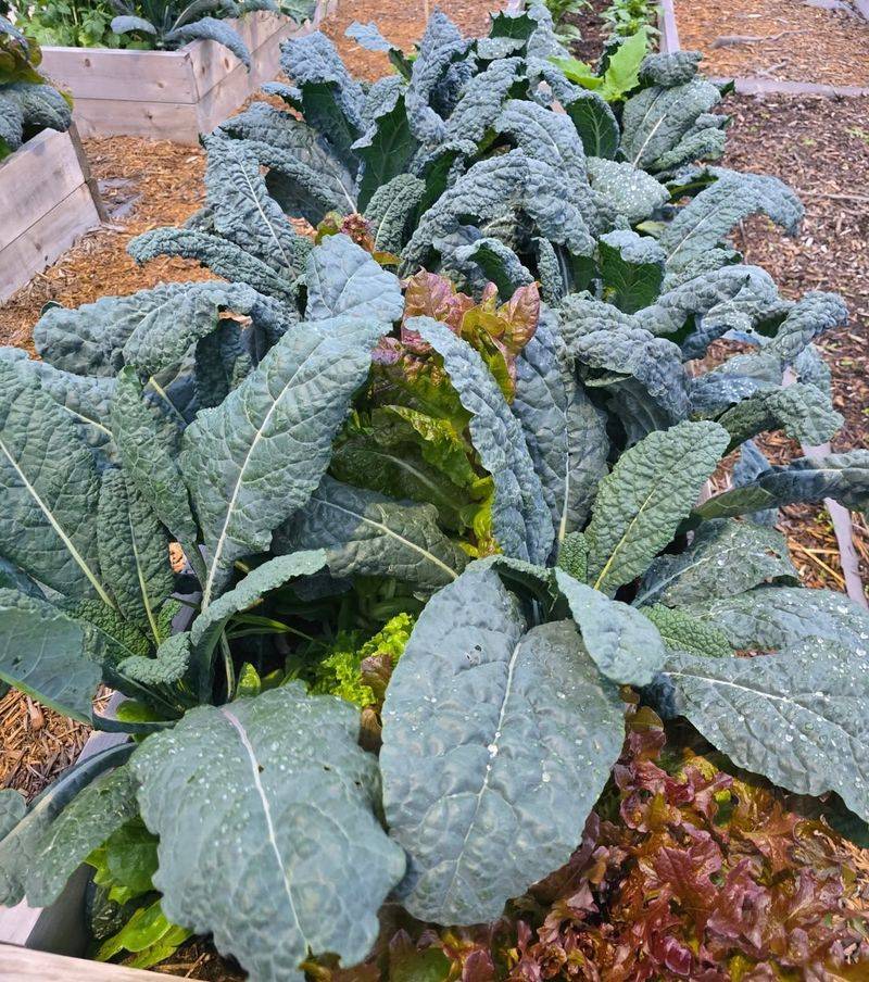 Kale