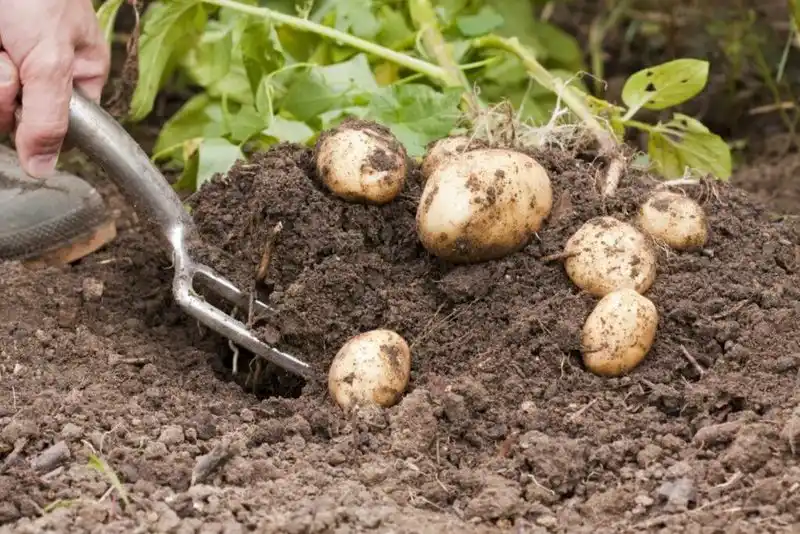 Potatoes