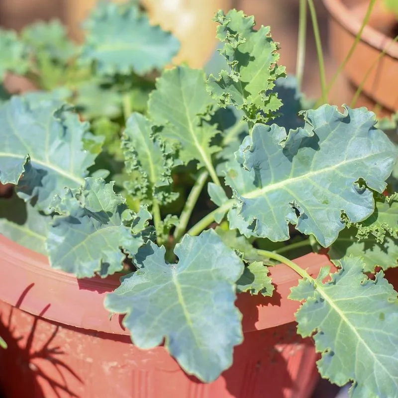 Kale