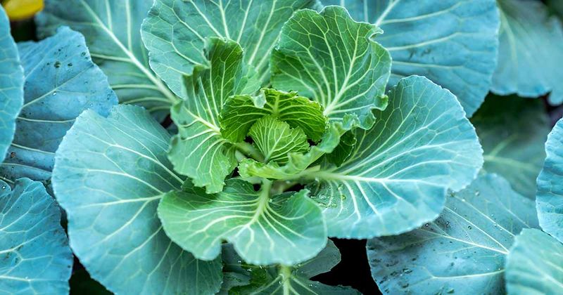 Collard Greens