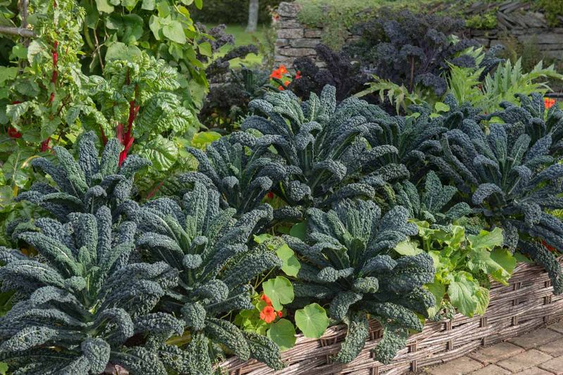 Kale and Potatoes