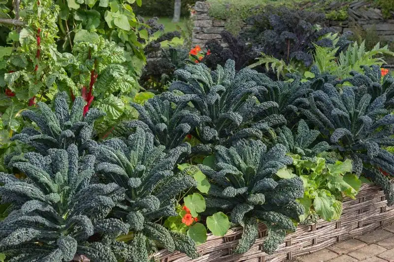 Kale and Potatoes