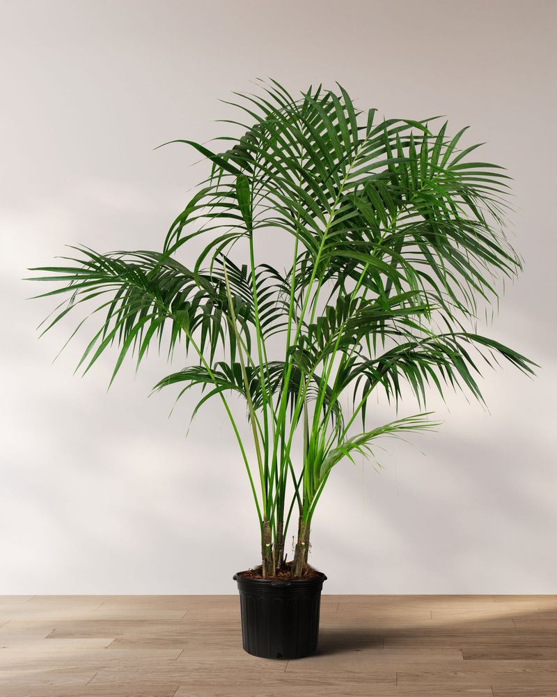 Kentia Palm