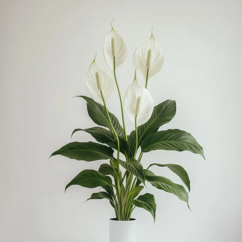 Peace Lily