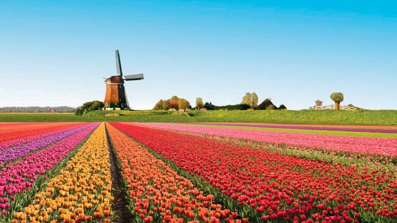 Keukenhof Gardens