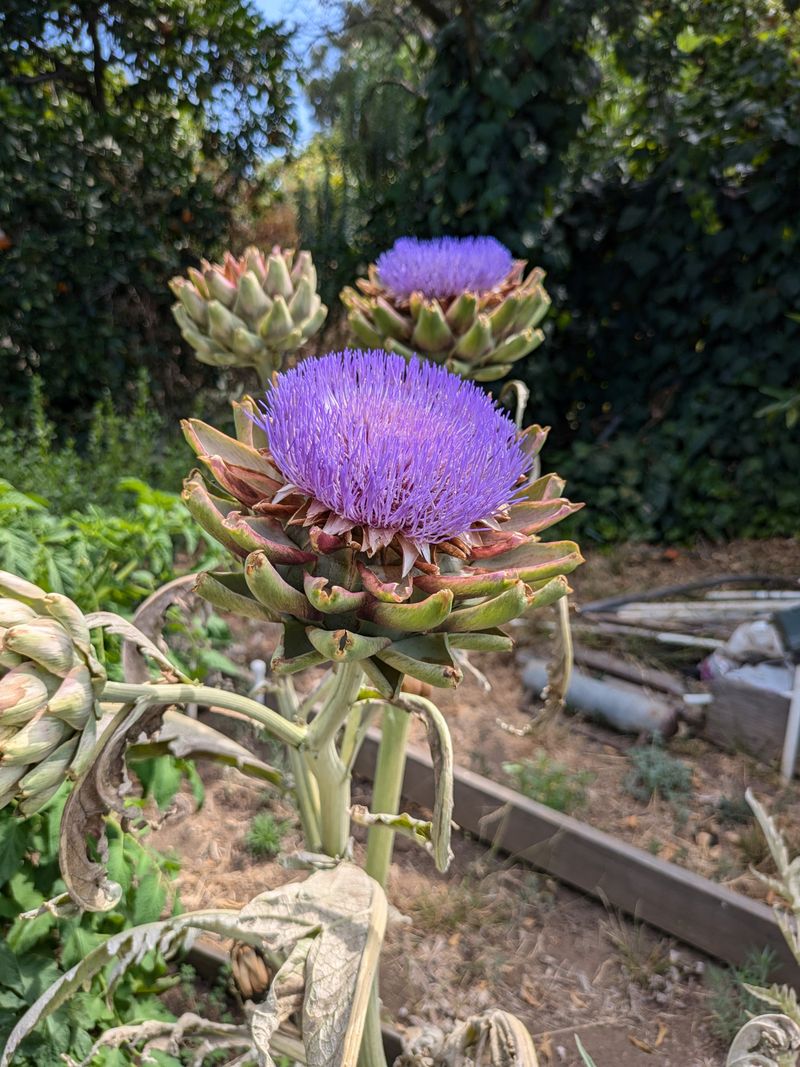 Artichokes