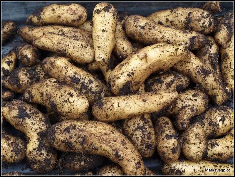 Knobbly Potatoes