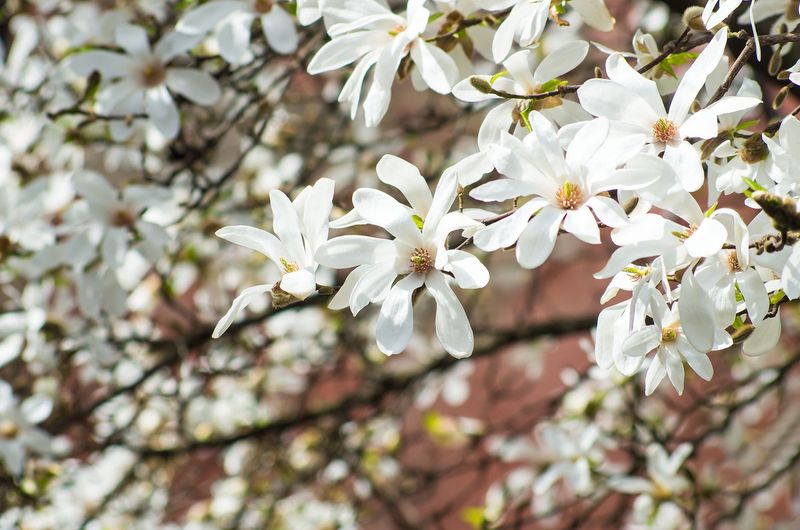 Kobus Magnolia