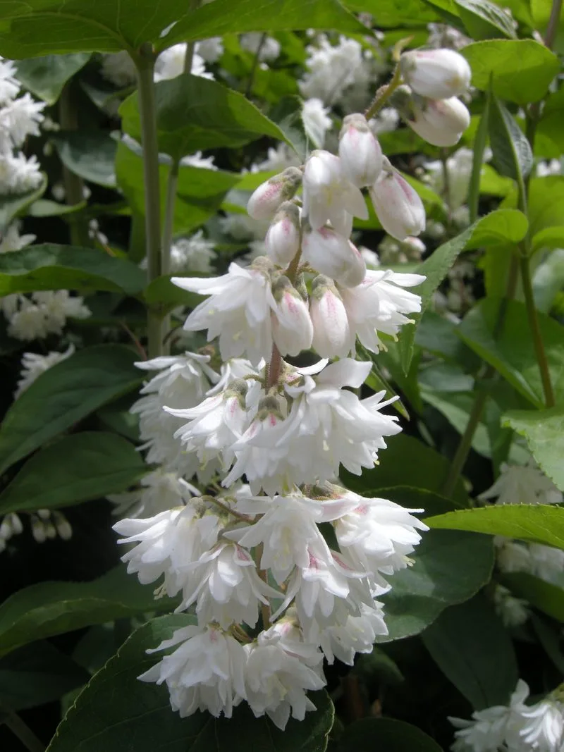 Deutzia
