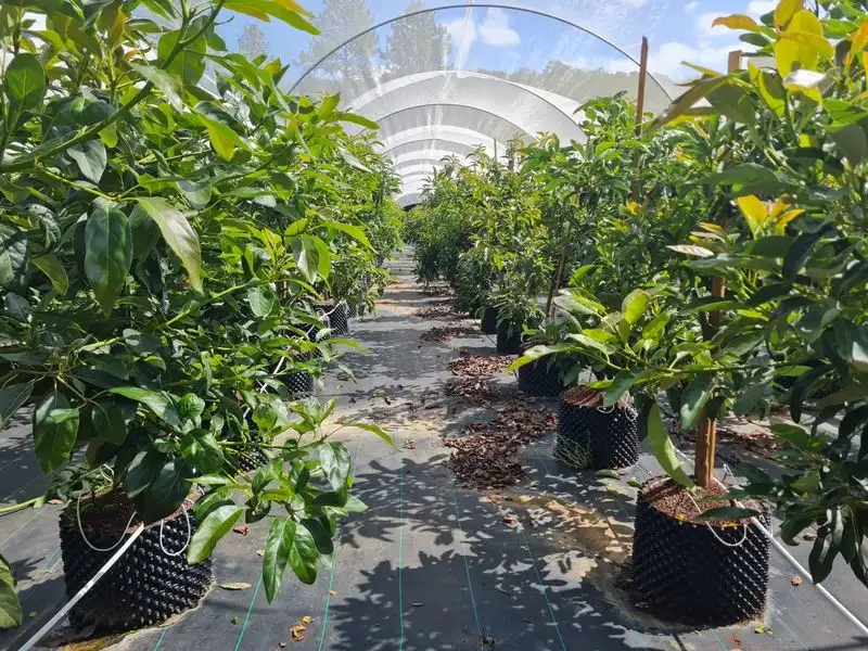 Dwarf Avocado Tree