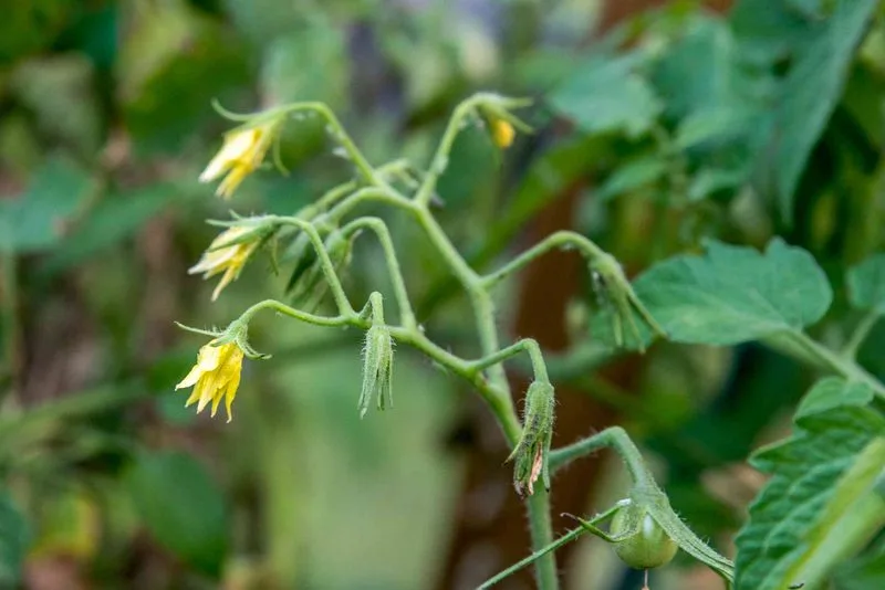 Lack of Pollination