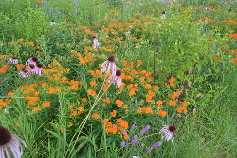Lack of Pollinators