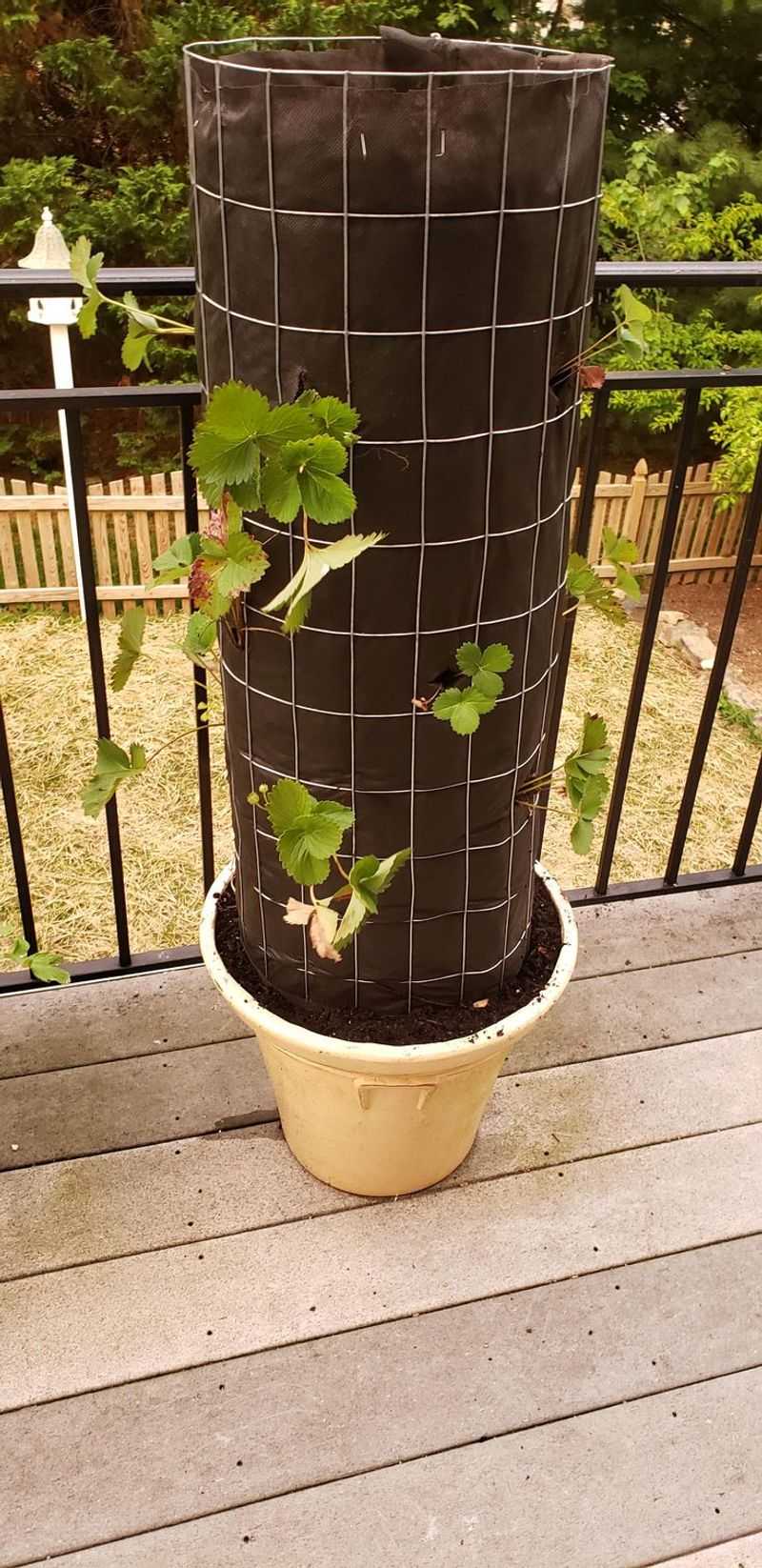 Wire Mesh Tower Garden