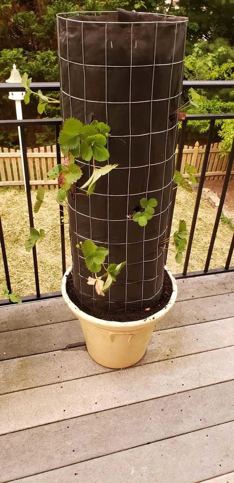 Wire Mesh Tower Garden