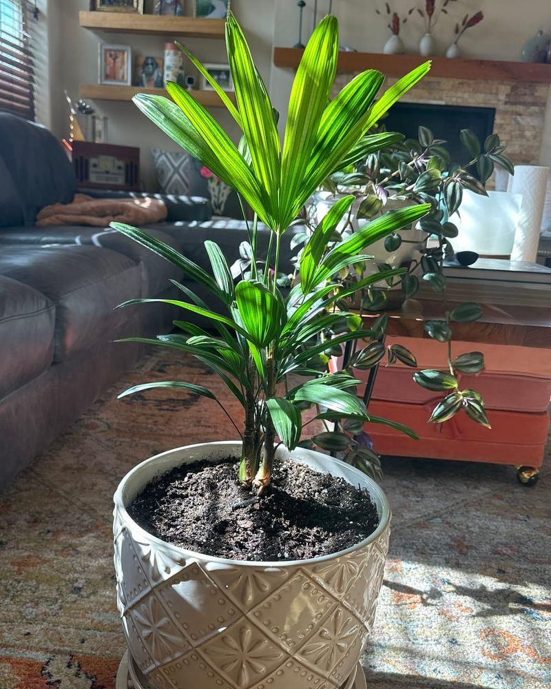 Lady Palm