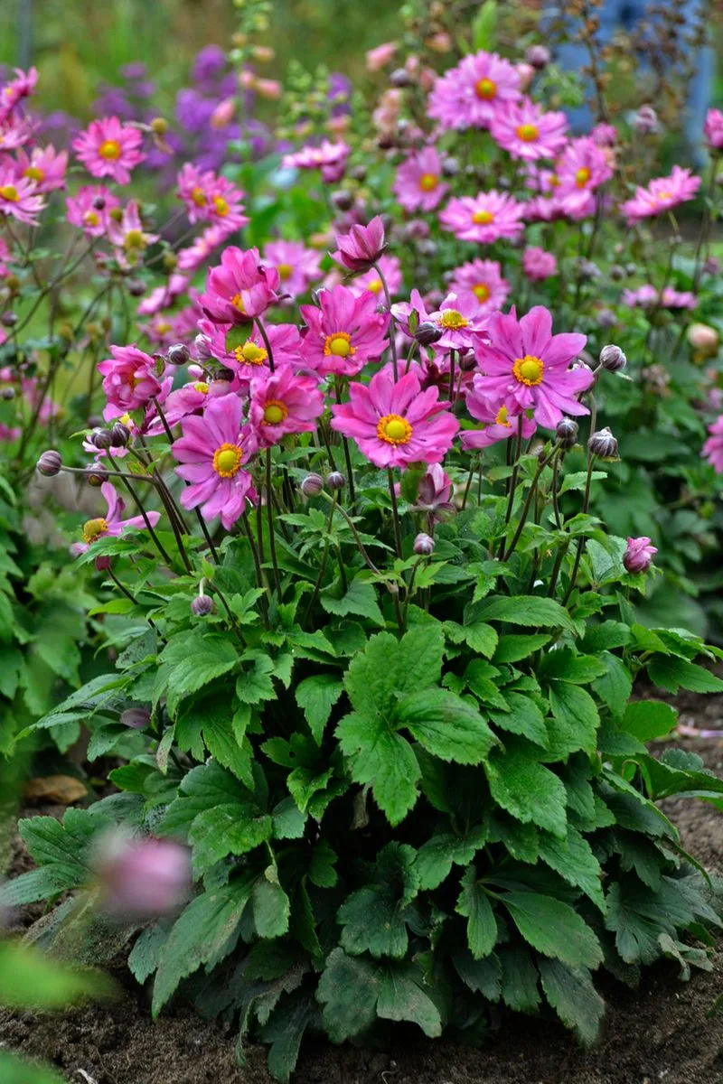 Japanese Anemone