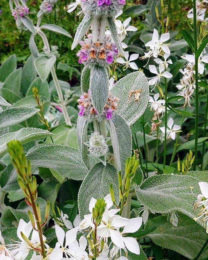 Lamb's Ear